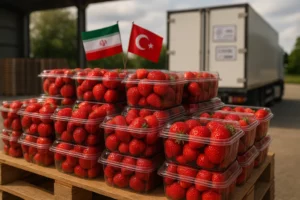 صادرات توت فرنگی به ترکیه