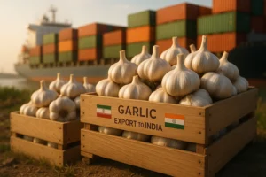 صادرات سیر به هندوستان